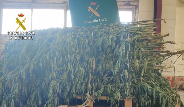 Plantas marihuana intervenidas por Guardia Civil