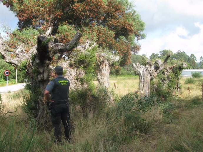 Investigados dos vecinos de Meis (Pontevedra) por la sustracción de 7 olivos centenarios en Vilagarcía.