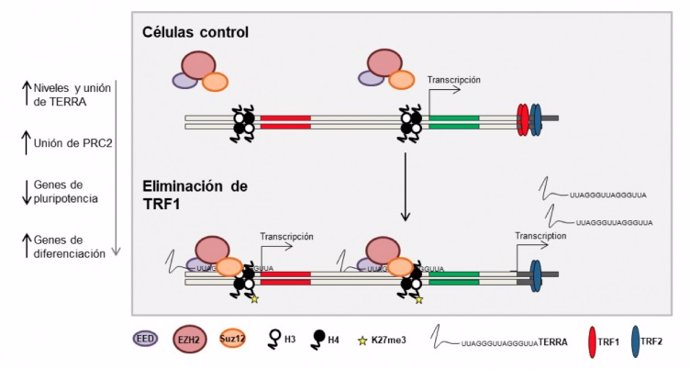 Modelo de cómo TRF1 controla la pluripotencia
