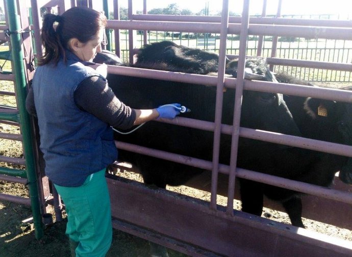 La Junta destina 4,6 millones de euros a garantizar la salud de la cabaña ganade