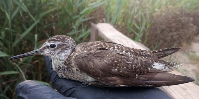 Ave en el Tancat de la Pipa