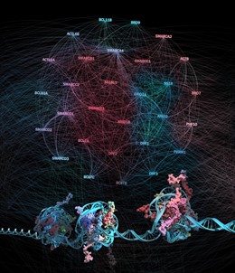 Red de interacción proteína-proteína entre las subunidades de los complejos remodelantes de cromatina BAF y su conexión a las regiones de cromatina que regulan.