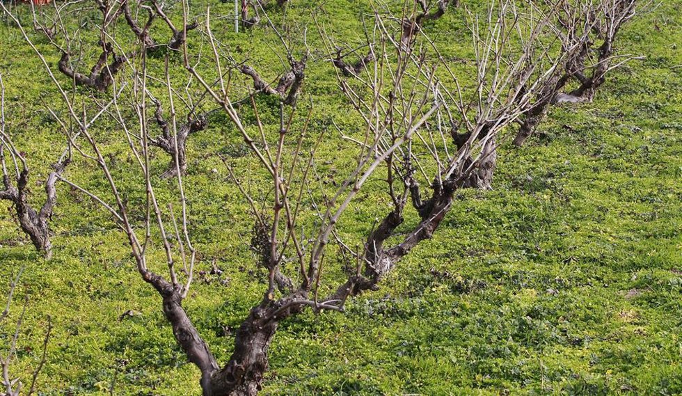 Campo de cultivo, agricultura, agricultor, parra, parras, viñas, viñedo, uva, campos, cultivos