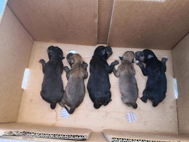 La Policía Local de Alcalá salva a varios cachorros de perros abandonados en un contenedor de basura