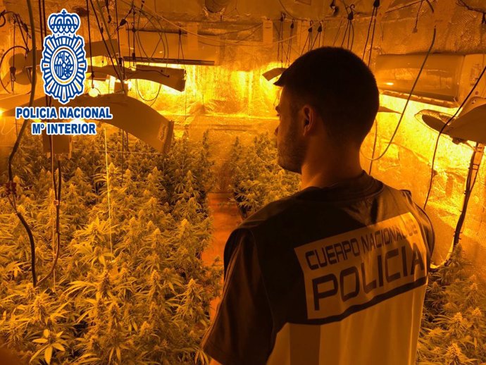 La Policía Nacional desmantela una plantación de marihuana en Masquefa (Barcelona).
