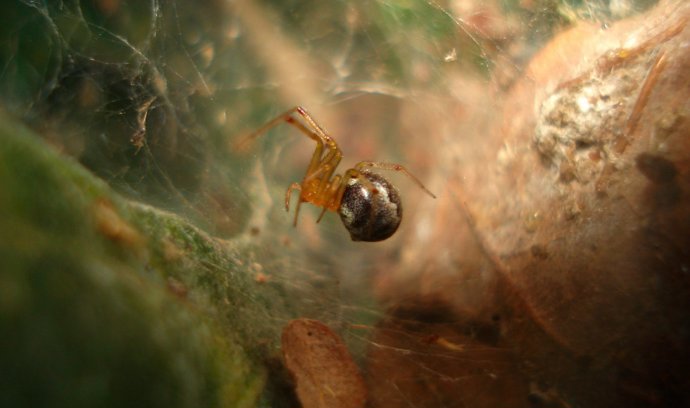 Araña Anelosimus studiosus