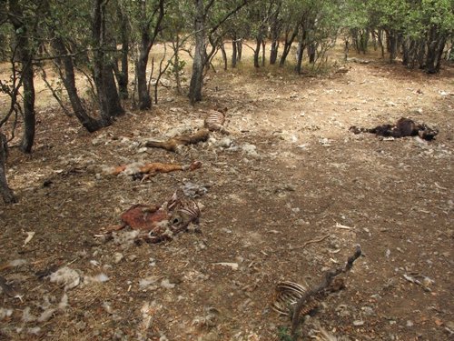 Restos de ganado ovino y caprino hallados por el Seprona en varios parajes de la provincia de Soria.