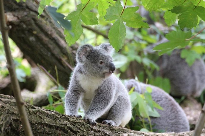 Trasplantes fecales para ayudar a salvar a los koalas