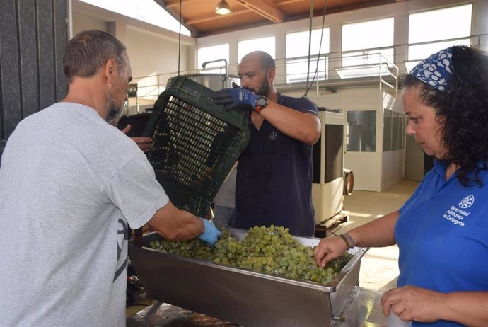 Imágenes de voluntarios y técnicos de la UPCT elaborando el mosto con la uva cosechada ayer