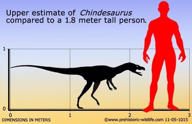 Comparativa de Chindesaurus con un humano de 1,80 metros