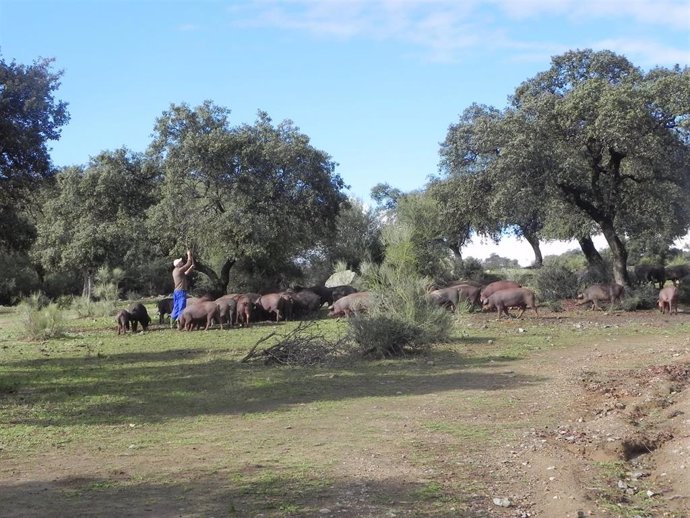 Imagen de una dehesa andaluza con labores de pastoreo y ganado.