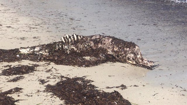 Los restos de un delfín en avanzado estado de descomposición que han aparecido en Cala Mitjana.