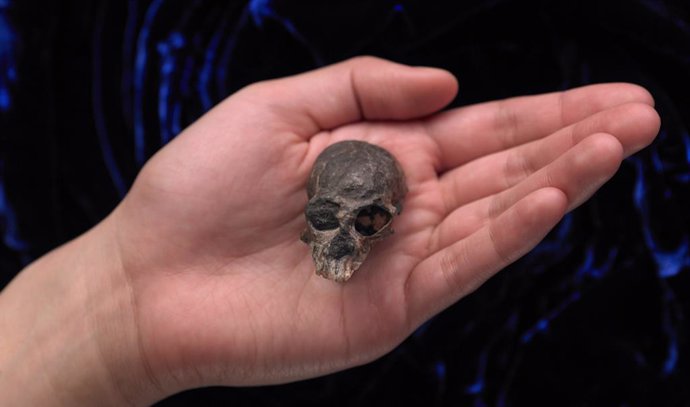 Un diminuto cráneo sugiere evolución cerebral compleja en primates