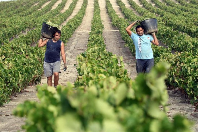 Córdoba.- La Junta destaca que la vendimia 2019 será de "gran calidad" en la pro