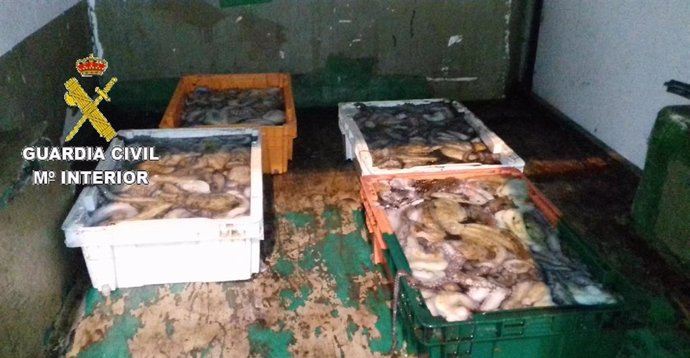 Intervenidos 122 kilos de pulpo en el puerto de Fisterra (A Coruña) por carecer de permiso de descarga.