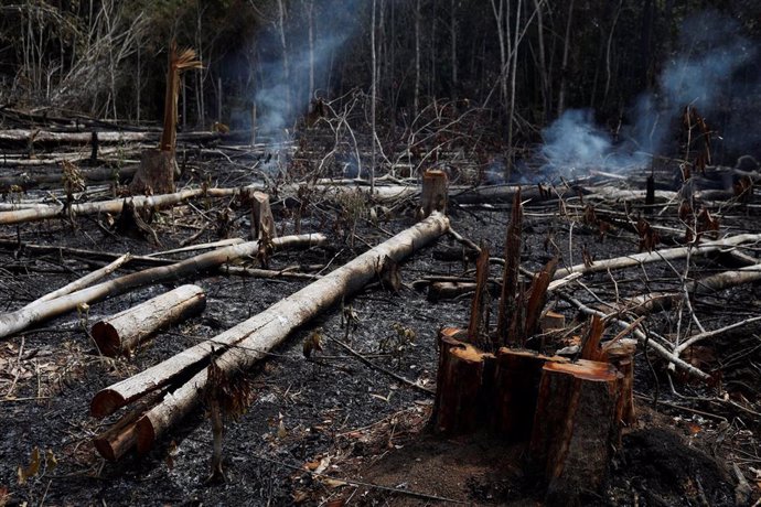 Una parte del gran incendio del Amazonas