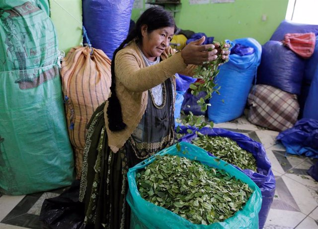 Bolivia El Cultivo De Coca Disminuyó En Bolivia En 2018 Tras Dos Años De Subidas 5982
