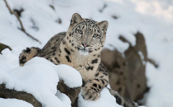 Un ejemplar de leopardo de las nieves.