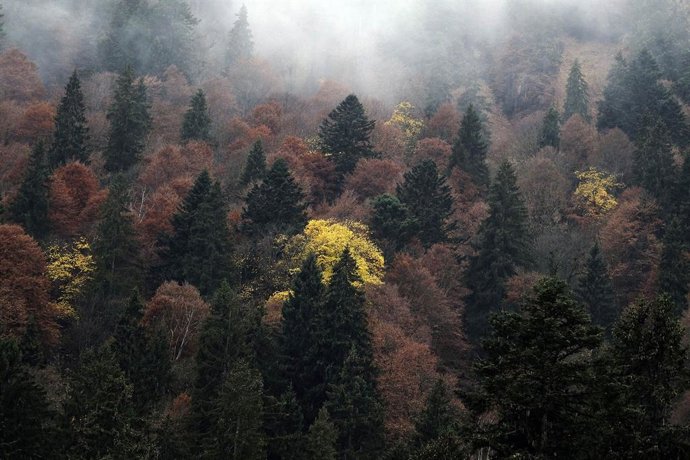 Consejo.- El Gobierno aportará 4.793 euros a la evaluación y seguimiento de la c
