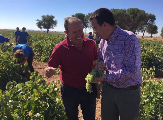 Castilla-La Mancha prevé una vendimia de entre 20 y 23 millones de hectolitros, 