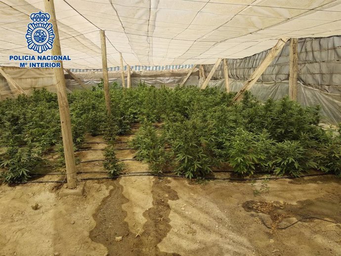 Plantación de marihuana en Matagorda, pedanía de El Ejido (Almería)