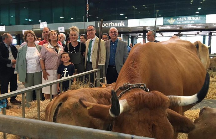 Certamen de ganado de San Agustín, en Avilés.