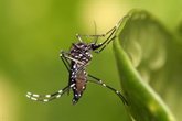 Foto: Identifican un brote oculto de zika en Cuba