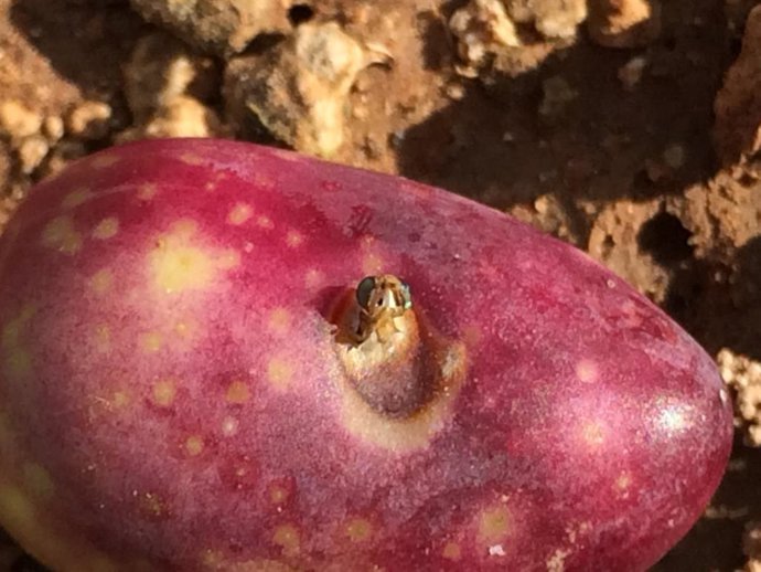 Agricultura ofrece una plataforma sobre 'la mosca del olivo' que da información 