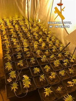 Plantación de marihuana en Nambroca.