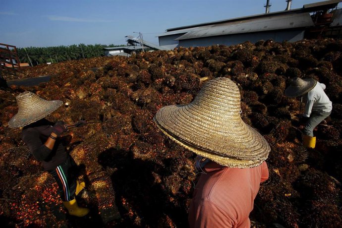 Trabajdores de la industria de aceite de palma en Kuala Lumpur, Malasia