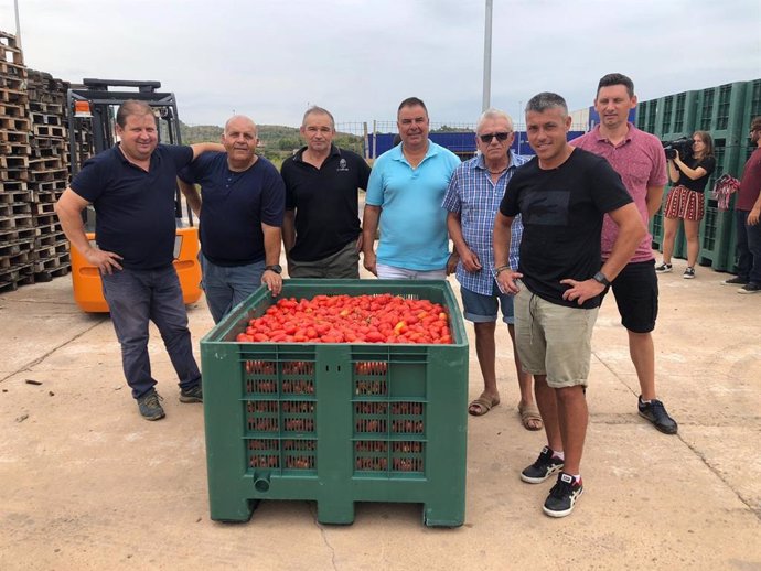 Los tomates de La Llosa viajan a la Tomatina de Buñol