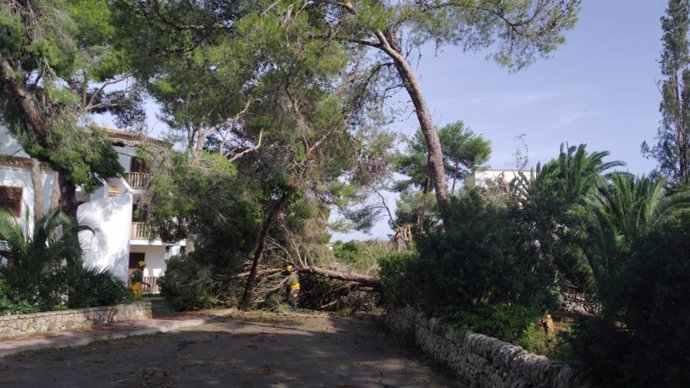 Un agente interviene ante la caída de un árbol en el sur de Mallorca.