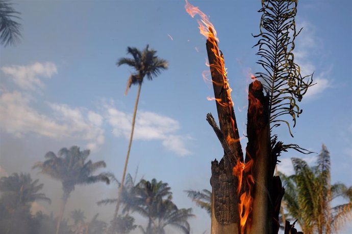 Varios árboles quemándose por el fuerte incendio en la jungla del Amazonas