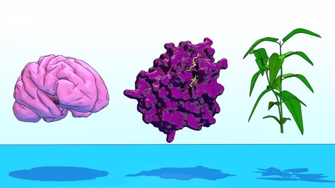 Ciertas proteínas (como SARM1, en el centro en la imagen) pueden vincular los procesos de muerte celular revelada entre los reinos de plantas y animales.  CRÉDITO