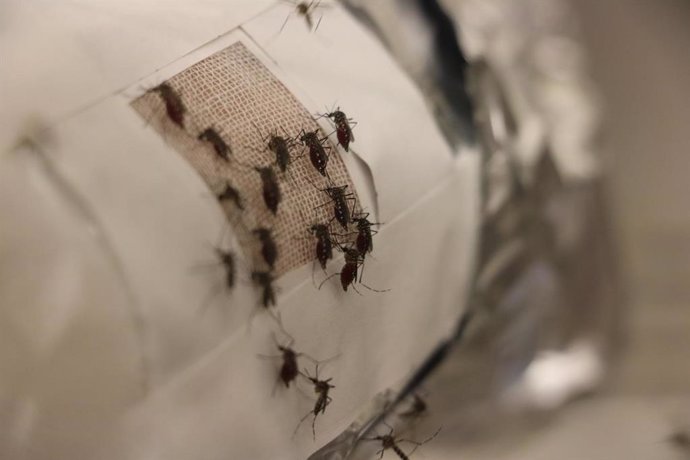 Un nuevo estudio sugiere que las películas de grafeno pueden evitar que los mosquitos piquen.