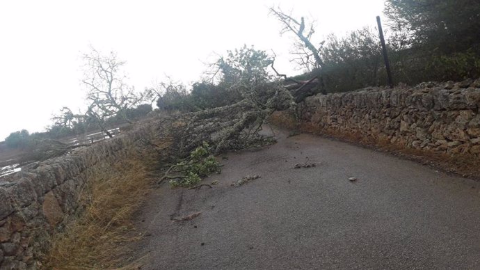 Un arbre caigut pel temporal talla el pas a una carretera.