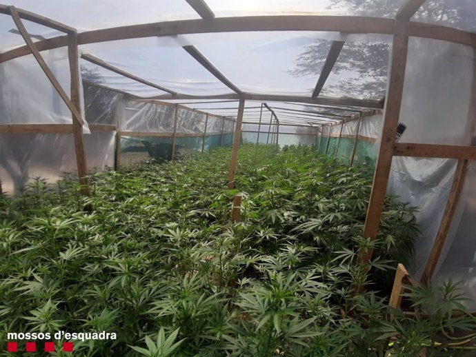 1.798 Plantas De Marihuana En Un Invernadero