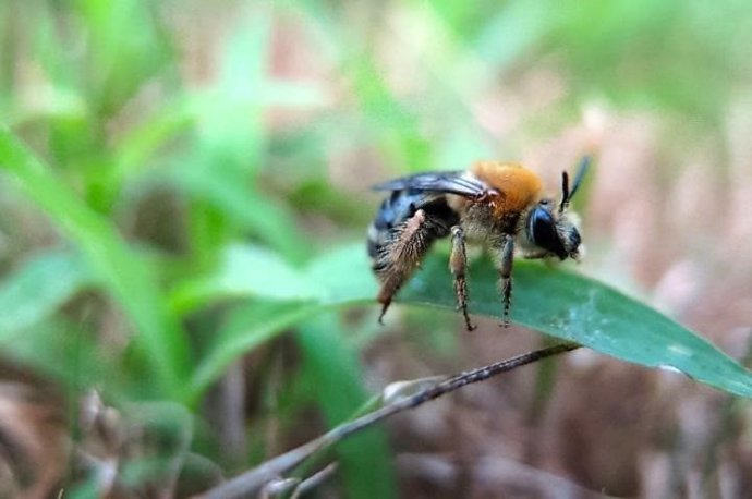 Abejas expuestas a pesticidas en el suelo