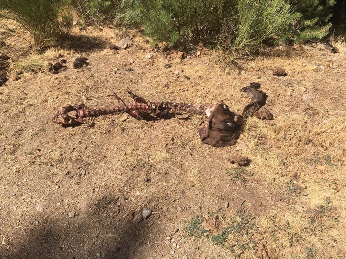 UGAMA denuncia dos nuevos ataques seguidos de lobo a una explotación en Garganta