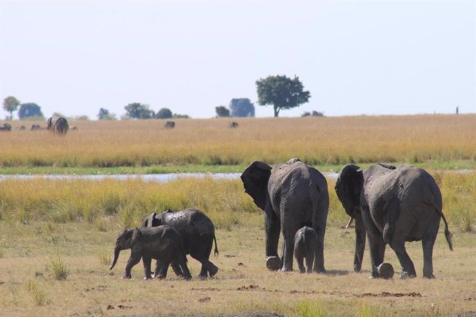 Una población de elefantes.