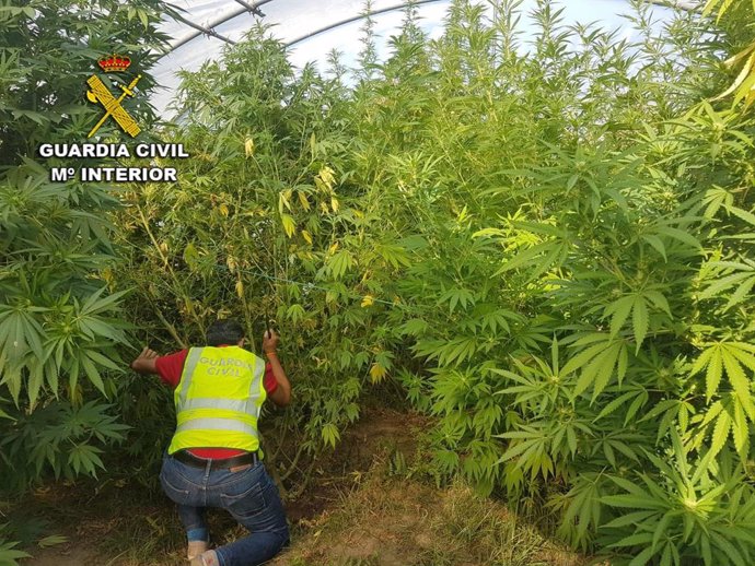 Investigados dos vecinos de A Guarda (Pontevedra) por una plantación de marihuana intervenida.
