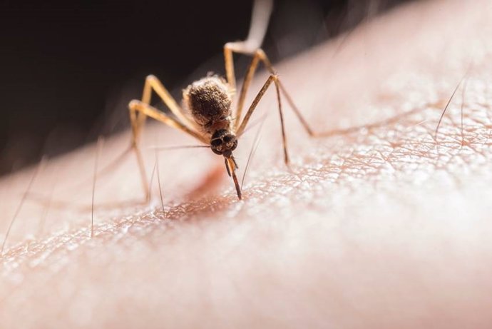 Los mosquitos transmiten el parásito 'Plasmodium', que causa la malaria.