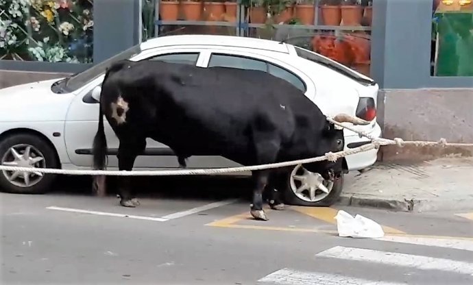 El toro que embistió un coche no desalojado del recorrido
