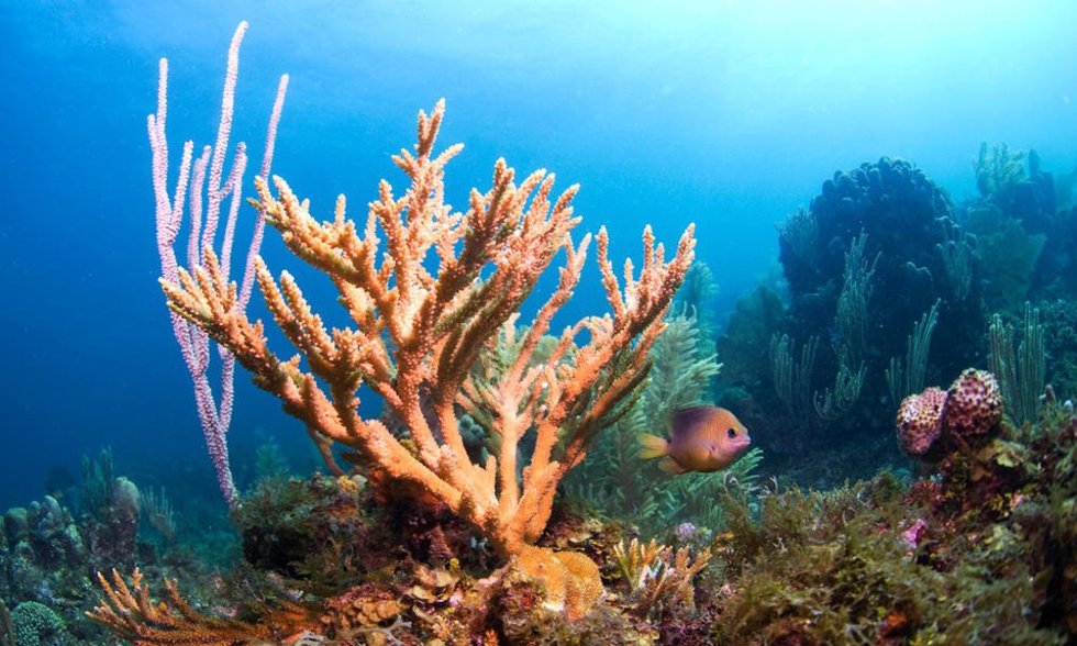 Coral