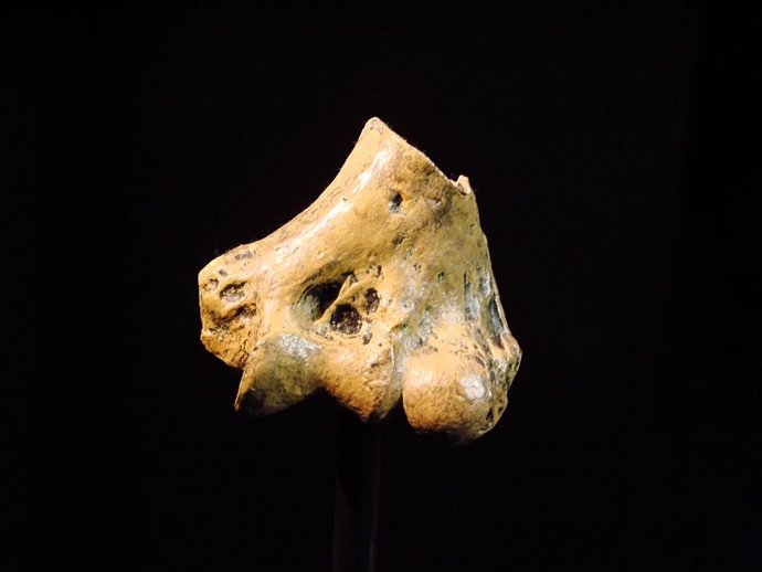 Extremo distal del húmero derecho de un Australopithecus Anamensis