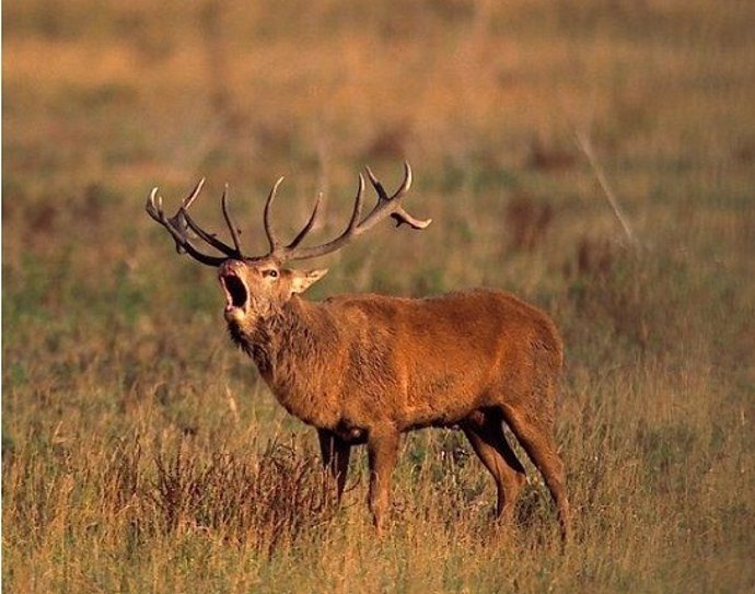 La Diputación de Álava ofrecerá visitas guiadas a la berrea del ciervo en el parque natural de Gorbeia