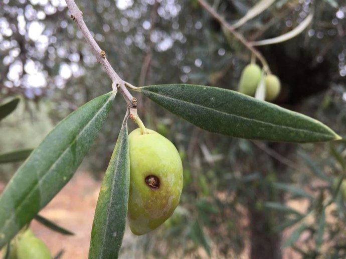 Andalucía inicia un verdeo de la aceituna de mesa temprano, corto y con "importa
