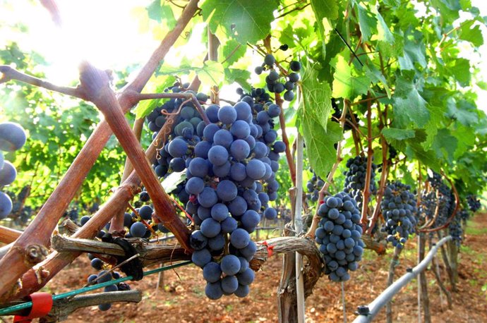 Uva, vino, viticultura 