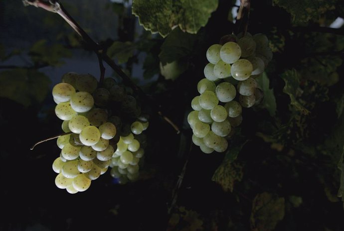 Las uvas de vino de Borgoña muestran un calentamiento acelerado del clima en los