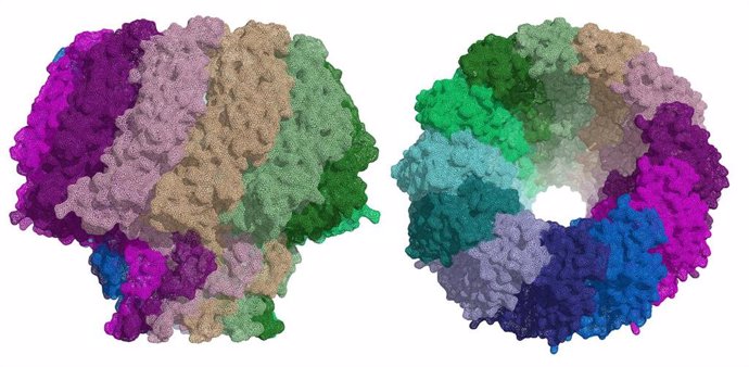 Estructura de la proteína portal del virus de Epstein-Barr